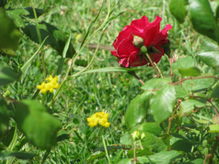 Картинка цветы розы