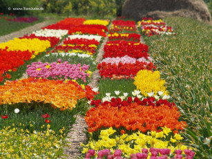 Картинка цветы тюльпаны