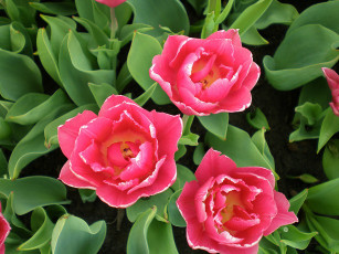 Картинка цветы тюльпаны