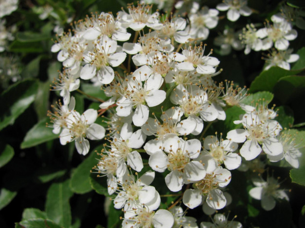 Обои картинки фото цветы, цветущие, деревья, кустарники