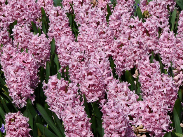 Обои картинки фото цветы, гиацинты