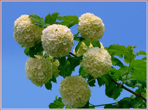 Обои картинки фото цветы, гортензия