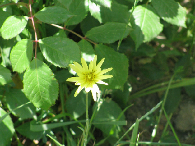 Обои картинки фото цветы, луговые, полевые
