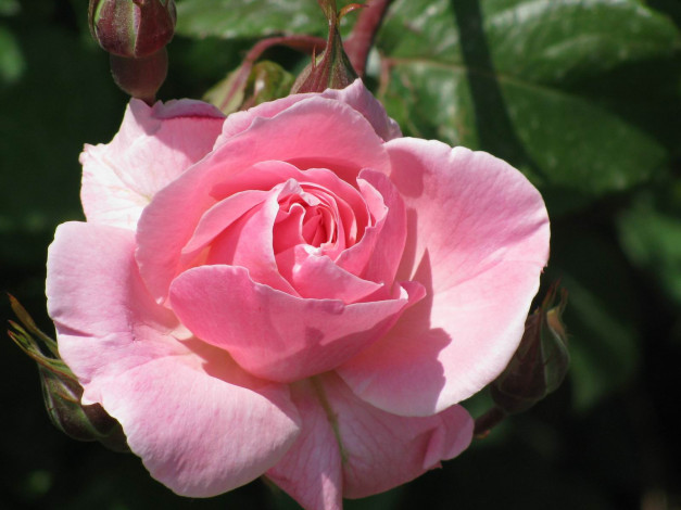 Обои картинки фото цветы, розы