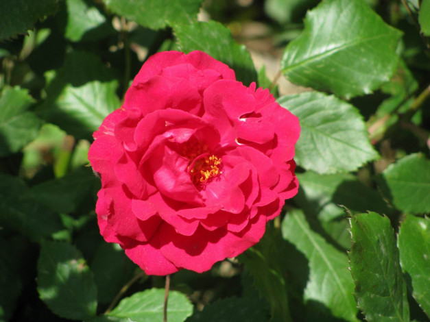 Обои картинки фото цветы, розы