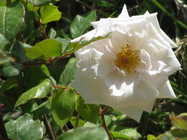 Обои картинки фото цветы, розы