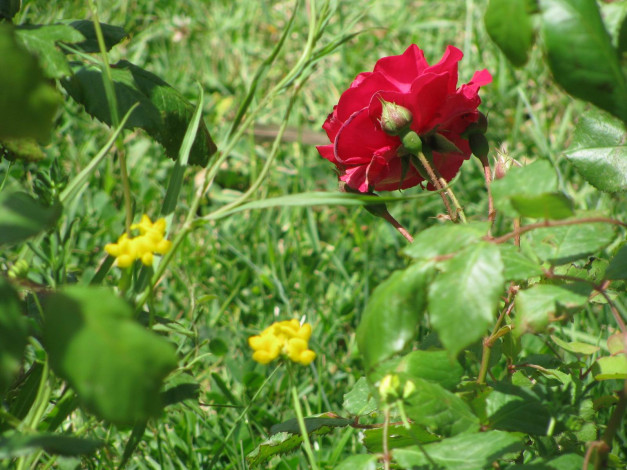 Обои картинки фото цветы, розы