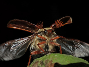 Картинка животные насекомые