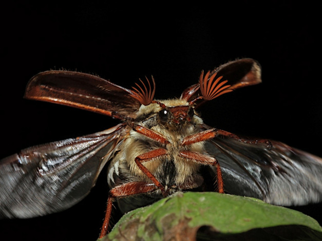 Обои картинки фото животные, насекомые