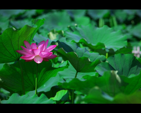 Картинка цветы лотосы