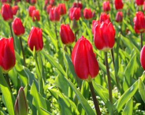 Картинка цветы тюльпаны