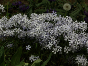 Картинка цветы флоксы