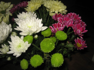 Картинка цветы хризантемы