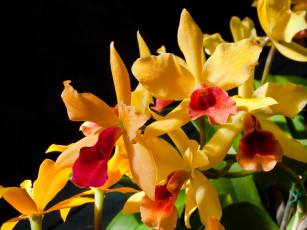 Картинка цветы орхидеи