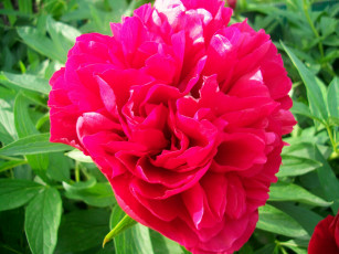 Картинка цветы пионы