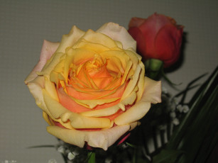 Картинка цветы розы