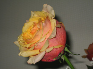 Картинка цветы розы