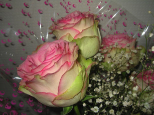 обоя цветы, розы