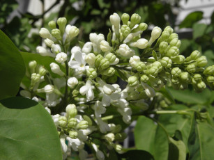 Картинка цветы сирень