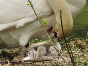 Картинка животные лебеди