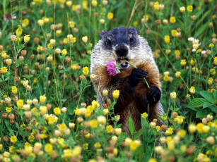 Картинка животные суслики сурки