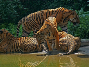 Картинка животные тигры