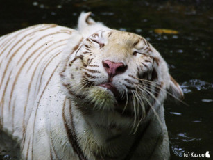 Картинка животные тигры