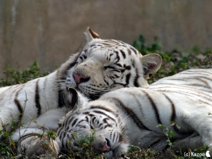 Картинка животные тигры