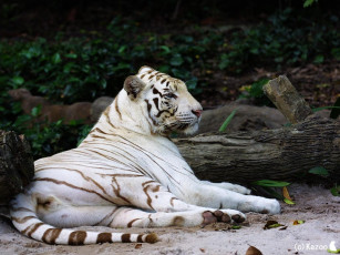 Картинка животные тигры