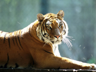 Картинка животные тигры