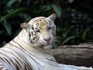 Картинка животные тигры