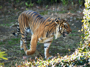 Картинка животные тигры