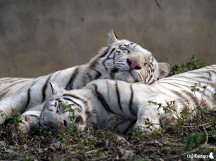 Картинка животные тигры