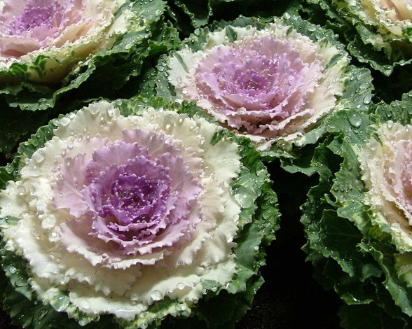 Обои картинки фото цветы, декоративная, капуста