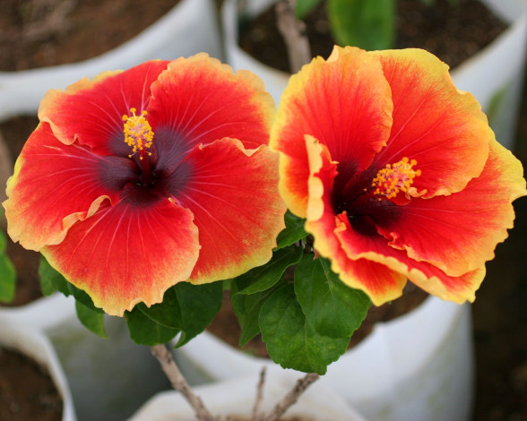 Обои картинки фото цветы, гибискусы