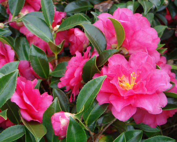 Обои картинки фото цветы, камелии