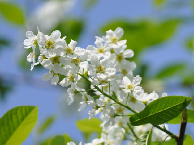 Обои картинки фото цветы, цветущие, деревья, кустарники