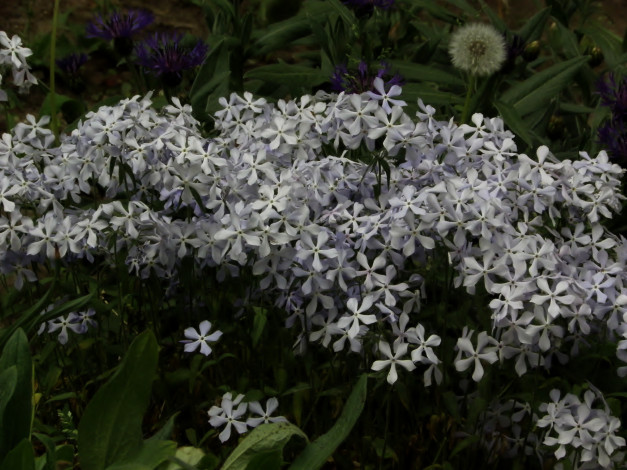 Обои картинки фото цветы, флоксы