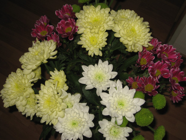 Обои картинки фото цветы, хризантемы