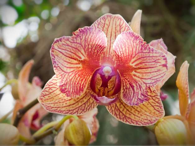 Обои картинки фото цветы, орхидеи