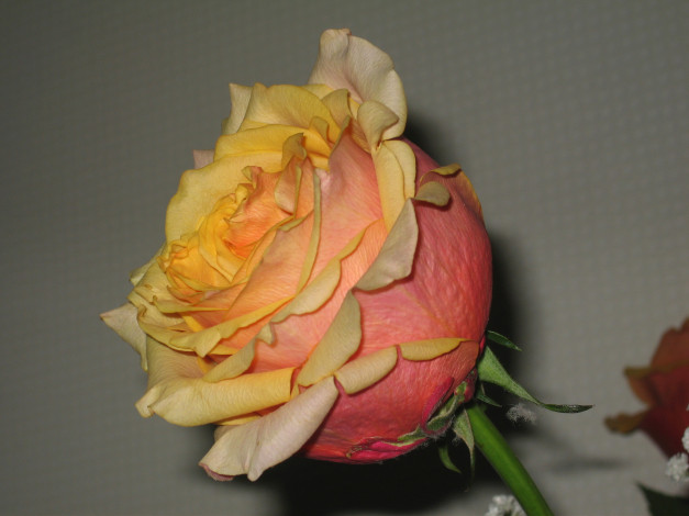 Обои картинки фото цветы, розы