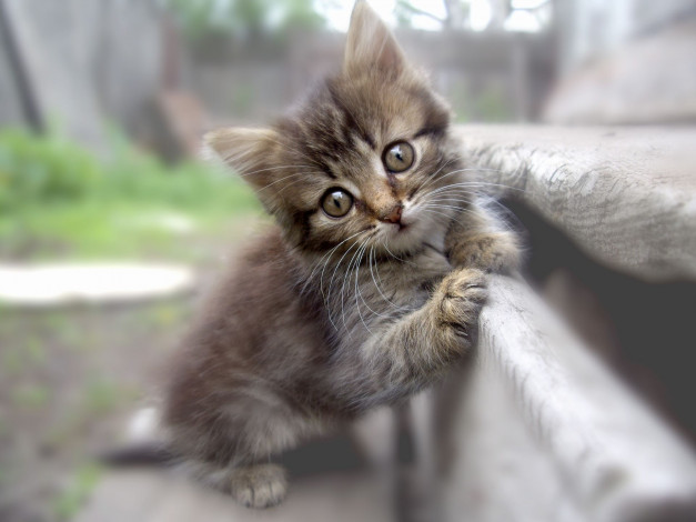 Обои картинки фото животные, коты