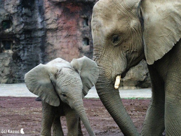 Обои картинки фото животные, слоны