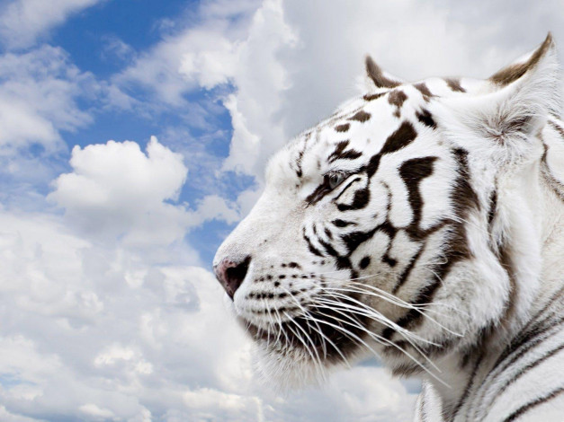 Обои картинки фото животные, тигры