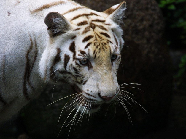 Обои картинки фото животные, тигры