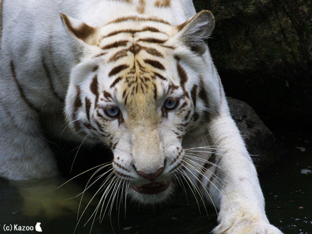 Обои картинки фото животные, тигры