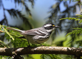Картинка животные птицы