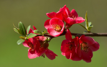 Картинка цветы айва