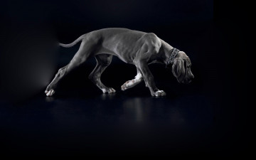 Картинка животные собаки