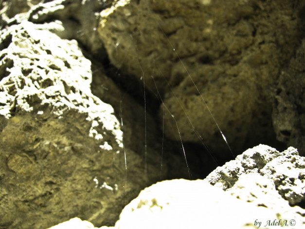 Обои картинки фото природа, макро